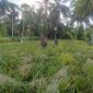 Masyarakat