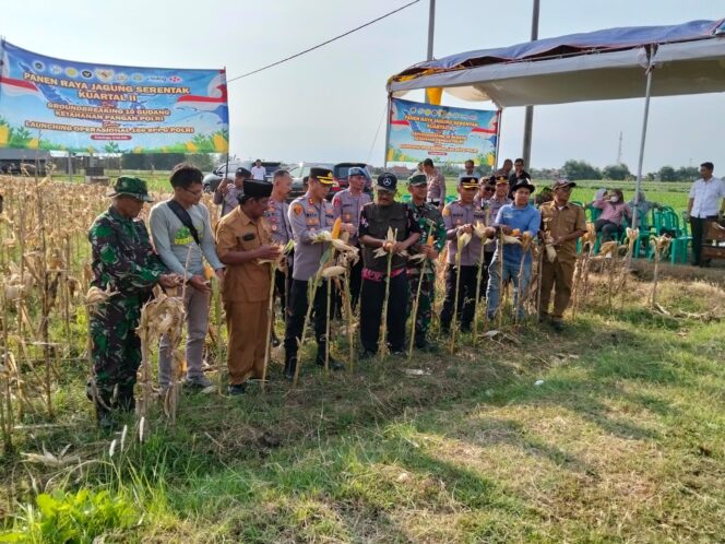 
Koramil Sumberasih Hadiri Panen Raya Jagung Kuartal Kedua Di Lahan Pertanian P2TP MUNENG