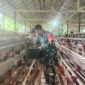 TNI Hadir Dukung Peternak Lokal, Babinsa Barabai Sambangi Kandang Ayam Petelur