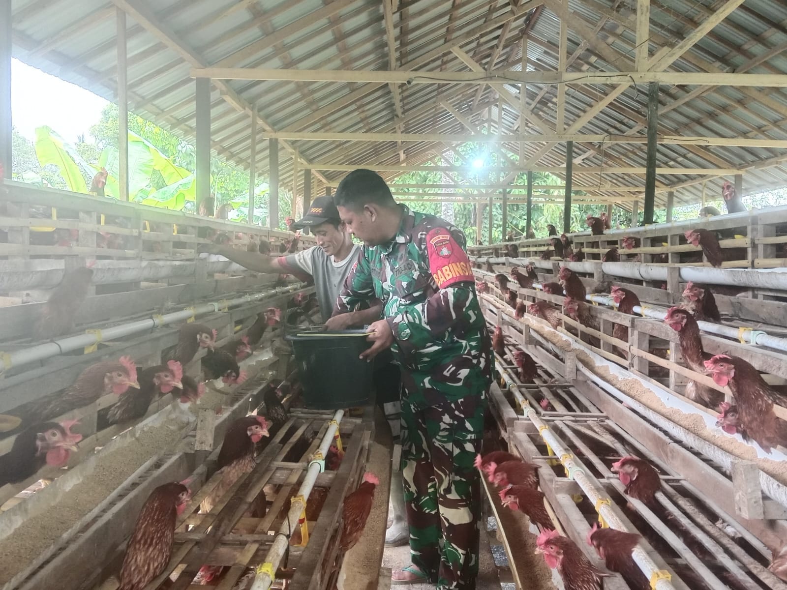 TNI Hadir Dukung Peternak Lokal, Babinsa Barabai Sambangi Kandang Ayam Petelur