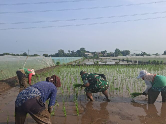 
Bentuk Kemanunggalan, Koramil Tegalsiwalan Dampingi Proses Tanam Padi Petani Wilayah Binaan