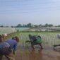Bentuk Kemanunggalan, Koramil Tegalsiwalan Dampingi Proses Tanam Padi Petani Wilayah Binaan Bentuk Kemanunggalan, Koramil Tegalsiwalan Dampingi Proses Tanam Padi Petani Wilayah Binaan