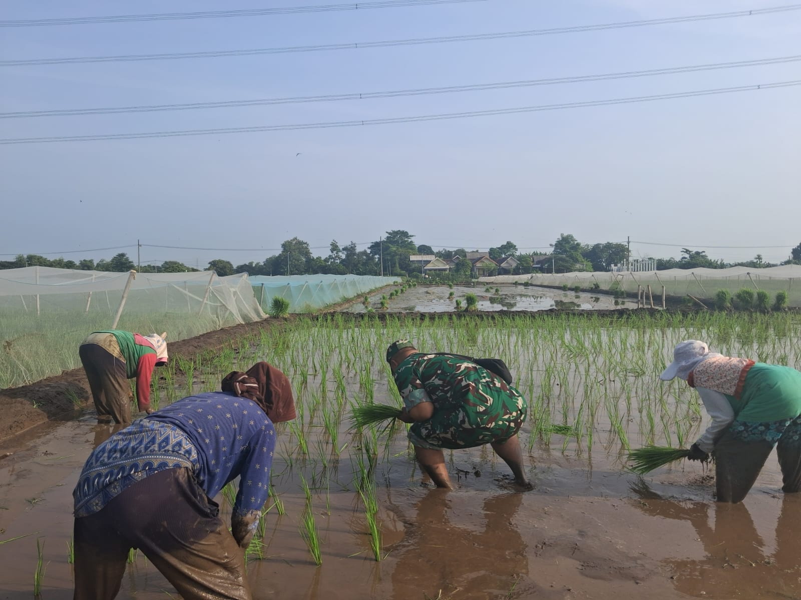 Bentuk Kemanunggalan, Koramil Tegalsiwalan Dampingi Proses Tanam Padi Petani Wilayah Binaan Bentuk Kemanunggalan, Koramil Tegalsiwalan Dampingi Proses Tanam Padi Petani Wilayah Binaan