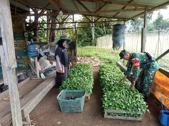 
Babinsa Hadir di Tengah Petani, Hangatkan Semangat Bertani Warga Desa Solan