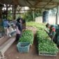 Babinsa Hadir di Tengah Petani, Hangatkan Semangat Bertani Warga Desa Solan