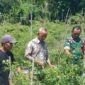 Babinsa Kelua–Muara Harus Dampingi Petani Cabe, Wujud Nyata Dukungan TNI untuk Ketahanan Pangan