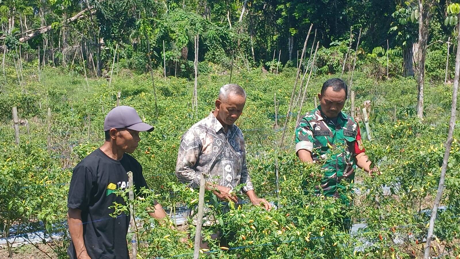 Babinsa Kelua–Muara Harus Dampingi Petani Cabe, Wujud Nyata Dukungan TNI untuk Ketahanan Pangan
