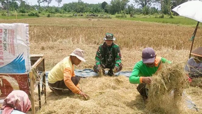 
Koramil Tegalsiwalan Dampingi Proses Panen Padi Petani Wilayah Binaan