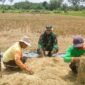 Koramil Tegalsiwalan Dampingi Proses Panen Padi Petani Wilayah Binaan