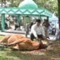 Berbagi di Hari Raya Kurban, Dandim 1002/HST Serahkan Hewan Kurban Berbagi di Hari Raya Kurban, Dandim 1002/HST Serahkan Hewan Kurban