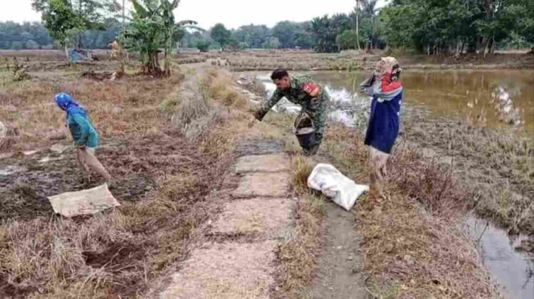 Babinsa Barabai Perkuat Ketahanan Pangan Lewat Pendampingan Petani