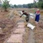 Babinsa Barabai Perkuat Ketahanan Pangan Lewat Pendampingan Petani