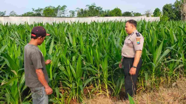 Polisi Probolinggo Kota Turun ke Lahan Jagung, Kawal Langsung Program Ketahanan Pangan Presiden