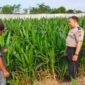 Polisi Probolinggo Kota Turun ke Lahan Jagung, Kawal Langsung Program Ketahanan Pangan Presiden