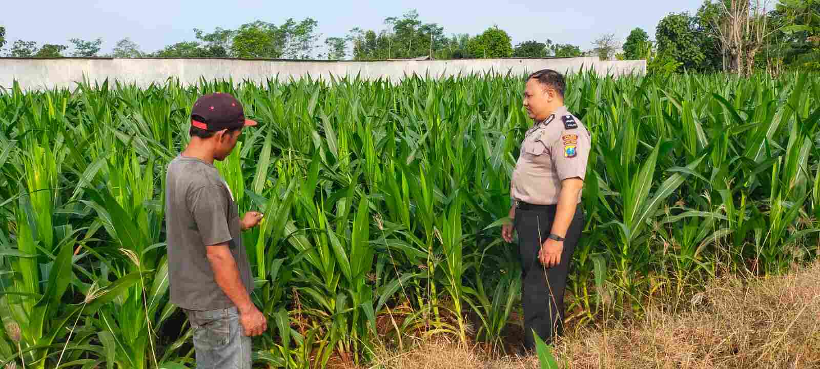 Polisi Probolinggo Kota Turun ke Lahan Jagung, Kawal Langsung Program Ketahanan Pangan Presiden