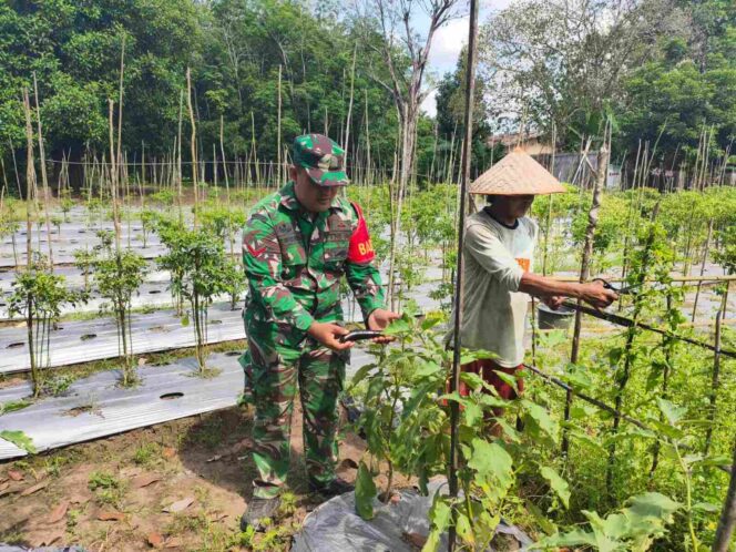 
Babinsa Koramil 1008-05/Kelua-Muara Harus Aktif Dampingi Petani Hortikultura di Desa Karangan Putih