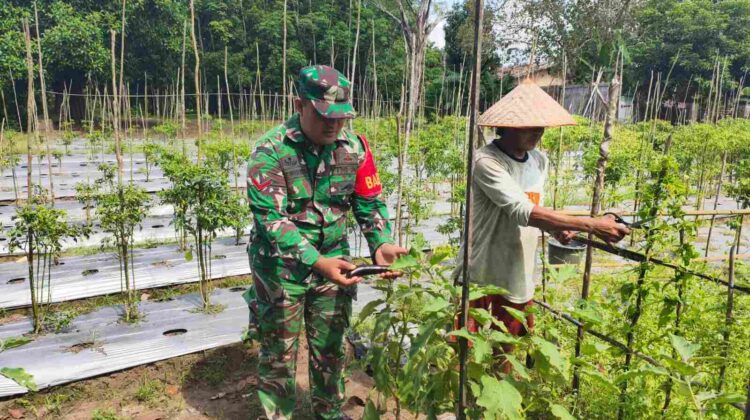 Babinsa Koramil 1008-05/Kelua-Muara Harus Aktif Dampingi Petani Hortikultura di Desa Karangan Putih