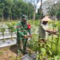 Babinsa Koramil 1008-05/Kelua-Muara Harus Aktif Dampingi Petani Hortikultura di Desa Karangan Putih