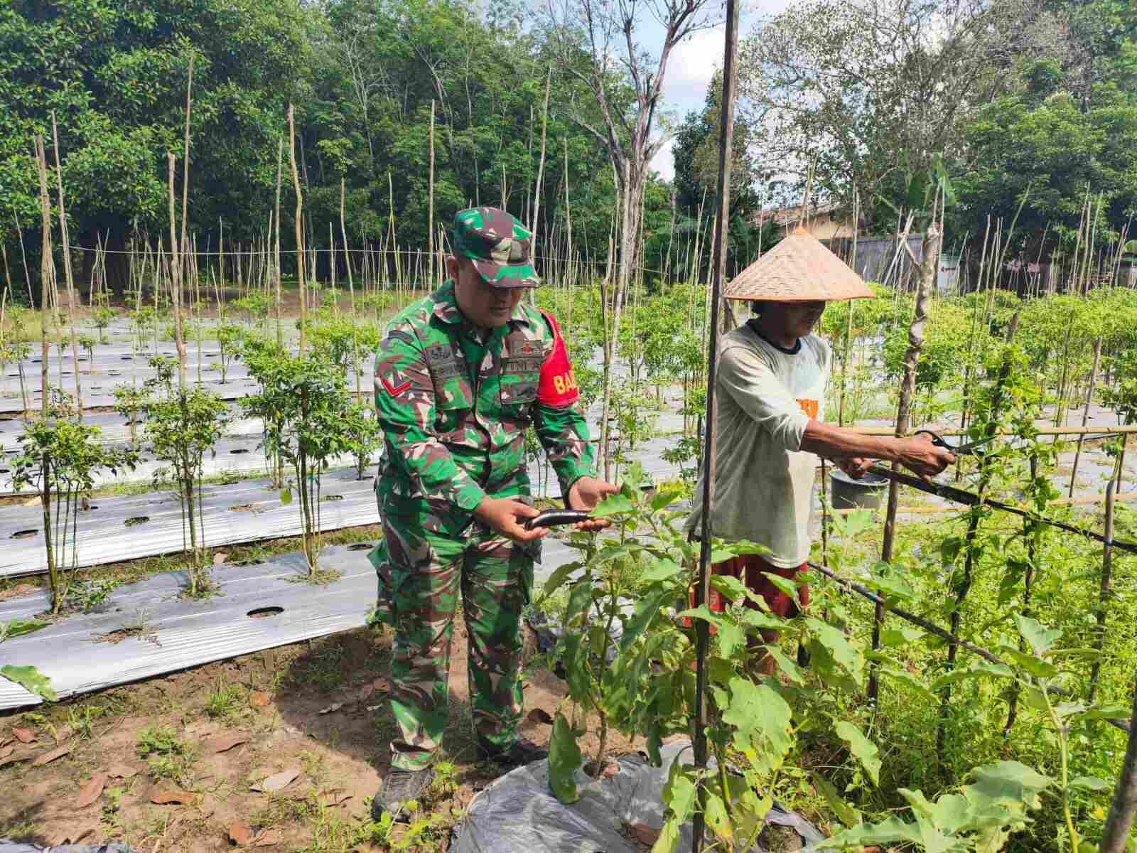 Babinsa Koramil 1008-05/Kelua-Muara Harus Aktif Dampingi Petani Hortikultura di Desa Karangan Putih