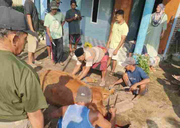 Idul Adha 1447 Hijriyah, Jumlah Pemotongan Ternak Kurban di Kabupaten Probolinggo Capai 3.899 Ekor