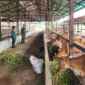 Wujud Kepedulian Ketahanan Pangan, Babinsa Berikan Pendampingan kepada Peternak Sapi di Desa