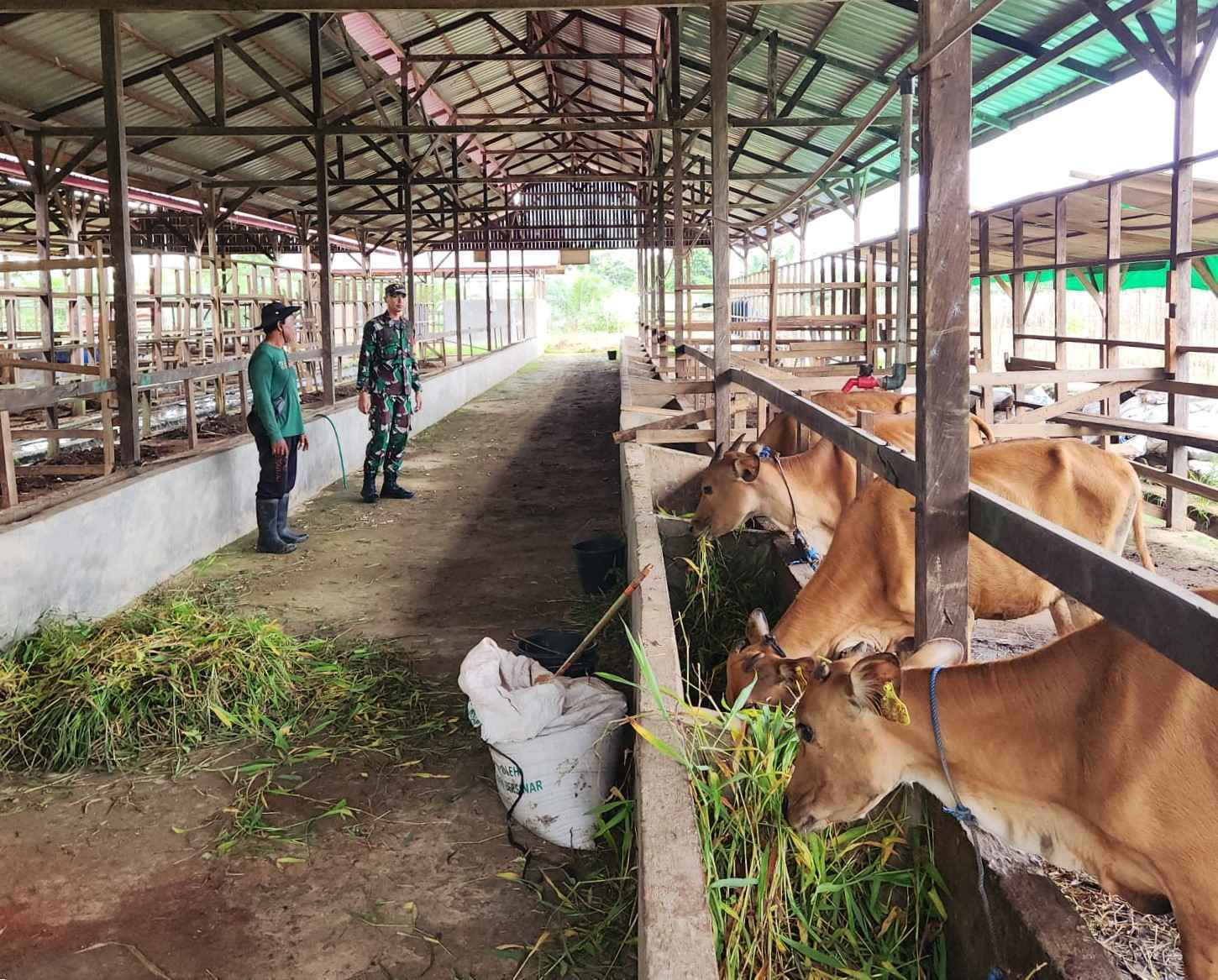 Wujud Kepedulian Ketahanan Pangan, Babinsa Berikan Pendampingan kepada Peternak Sapi di Desa