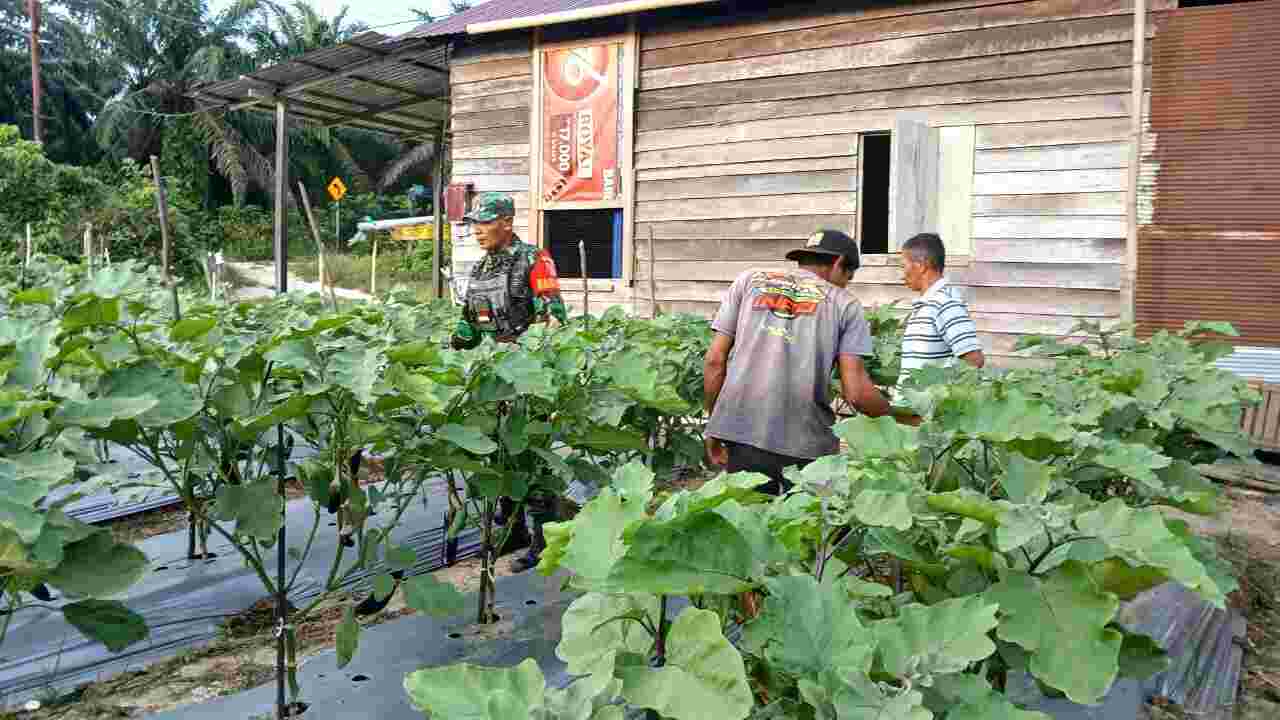 Melalui Pendampingan kepada Petani Terong, Babinsa Harapkan Kesejahteraan Petani Meningkat