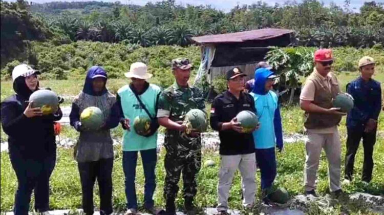 Babinsa Dampingi Ketua KTNA Panen Semangka Wujudkan Ketahanan Pangan di wilayah