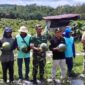 Babinsa Dampingi Ketua KTNA Panen Semangka Wujudkan Ketahanan Pangan di wilayah