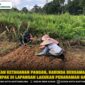 Wujudkan Ketahanan Pangan, Babinsa Bersama Petani Kompak di Lapangan Lakukan Penanaman Sawi
