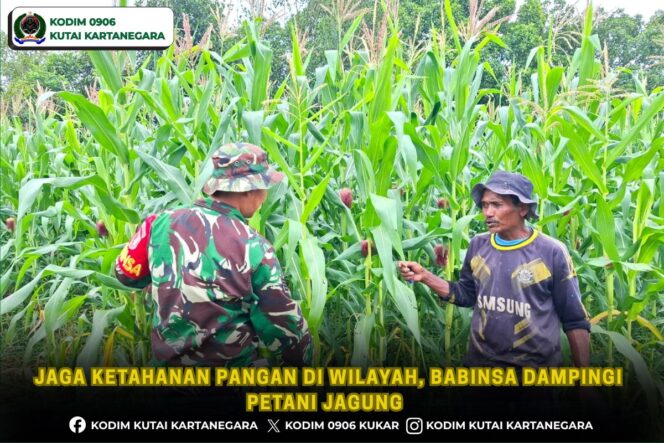 
Jaga Ketahanan Pangan Di Wilayah, Babinsa Dampingi Petani Jagung
