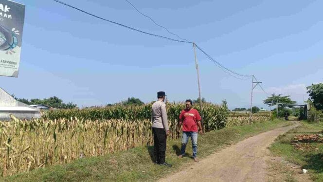 
Dukung Swasembada Pangan Nasional, Bhabinkamtibmas Triwung Kidul Pererat Kemitraan dengan Petani Jagung