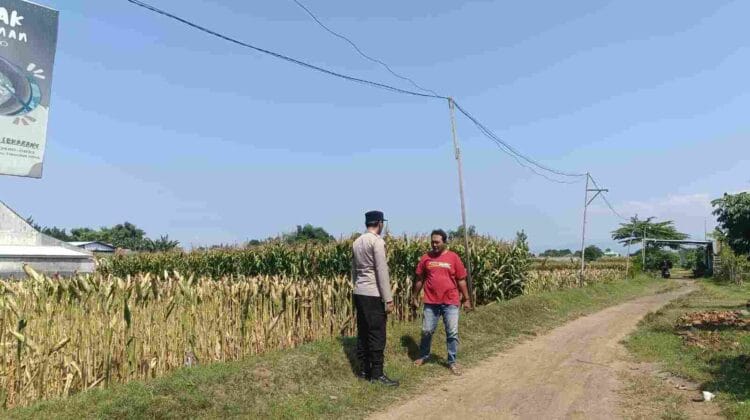 Dukung Swasembada Pangan Nasional, Bhabinkamtibmas Triwung Kidul Pererat Kemitraan dengan Petani Jagung