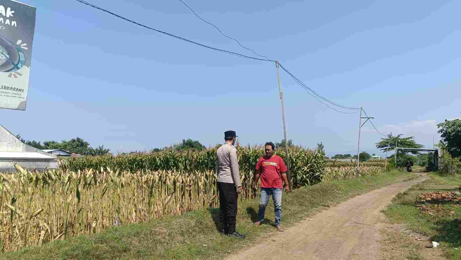 Dukung Swasembada Pangan Nasional, Bhabinkamtibmas Triwung Kidul Pererat Kemitraan dengan Petani Jagung Dukung Swasembada Pangan Nasional, Bhabinkamtibmas Triwung Kidul Pererat Kemitraan dengan Petani Jagung