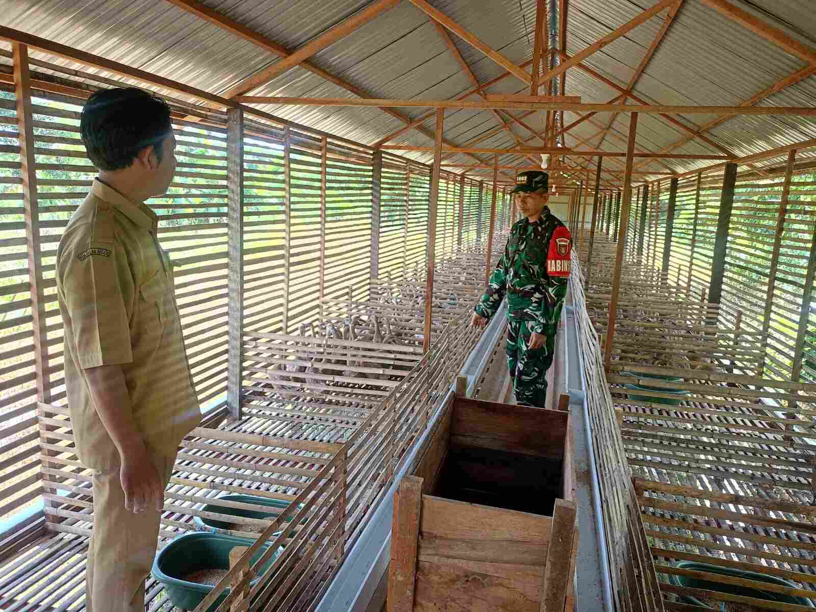 Melalui Komsos, Babinsa Dorong Kemajuan Peternakan Itik Petelur Desa Kasarangan Melalui Komsos, Babinsa Dorong Kemajuan Peternakan Itik Petelur Desa Kasarangan