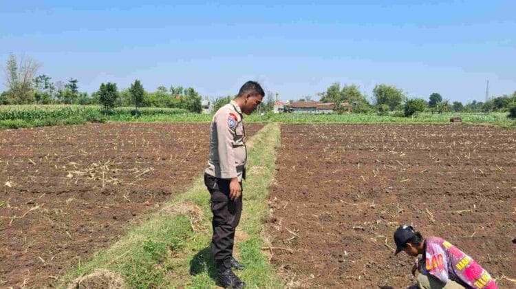 Polisi Dampingi Petani di Sumber Wetan, Kawal Program Ketahanan Pangan dari Lahan Jagung Binaan