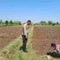 Polisi Dampingi Petani di Sumber Wetan, Kawal Program Ketahanan Pangan dari Lahan Jagung Binaan Polisi Dampingi Petani di Sumber Wetan, Kawal Program Ketahanan Pangan dari Lahan Jagung Binaan