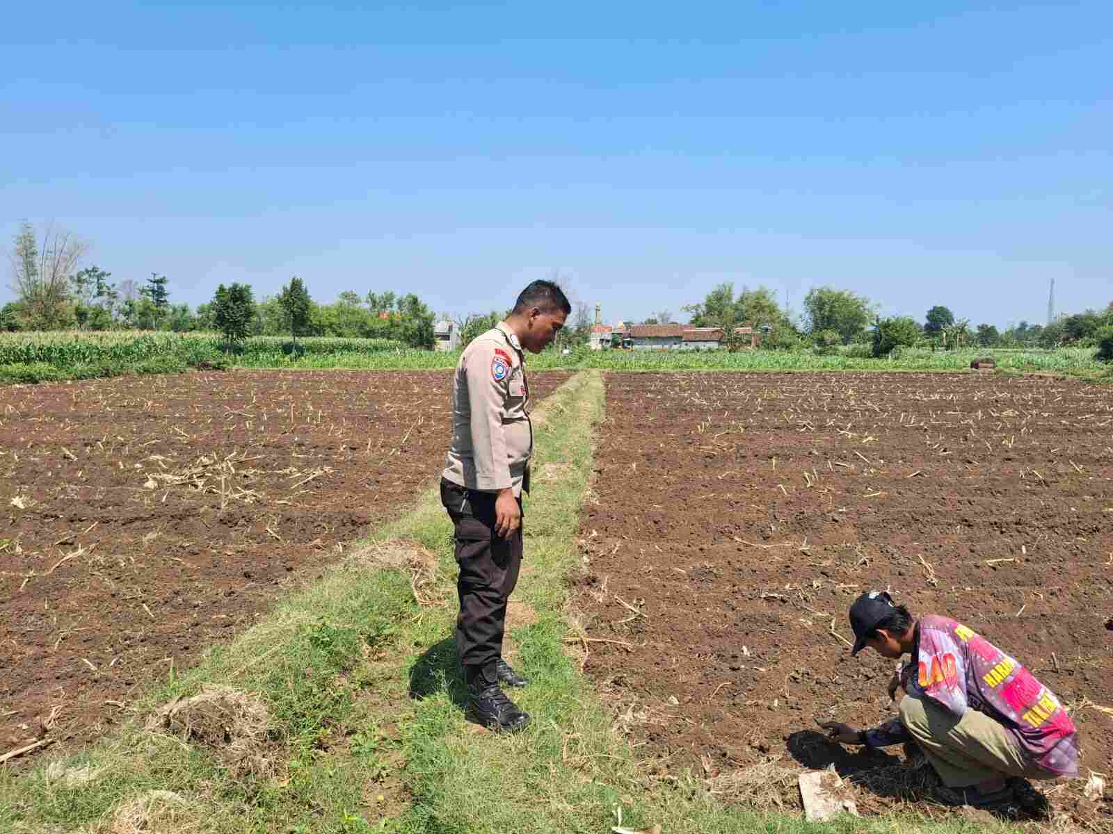 Polisi Dampingi Petani di Sumber Wetan, Kawal Program Ketahanan Pangan dari Lahan Jagung Binaan Polisi Dampingi Petani di Sumber Wetan, Kawal Program Ketahanan Pangan dari Lahan Jagung Binaan