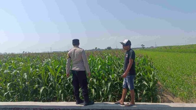 
Dukung Program Presiden, Polisi Intensif Dampingi Petani Jagung di Probolinggo Kota