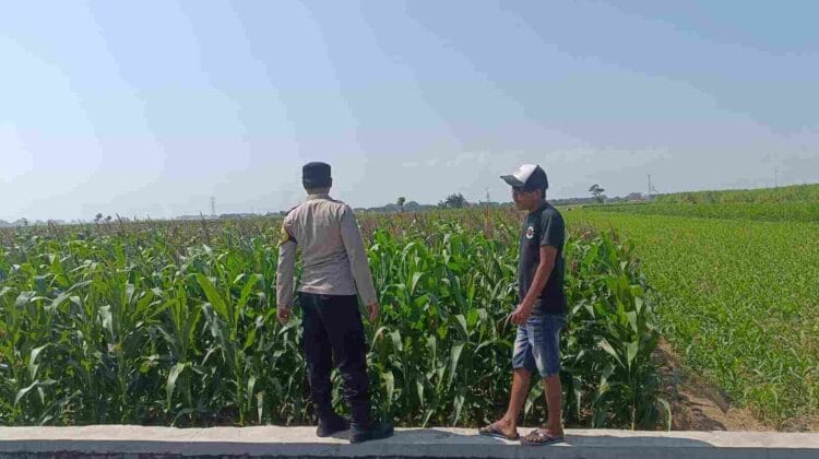 Dukung Program Presiden, Polisi Intensif Dampingi Petani Jagung di Probolinggo Kota