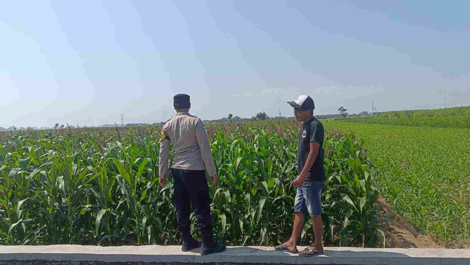 Dukung Program Presiden, Polisi Intensif Dampingi Petani Jagung di Probolinggo Kota