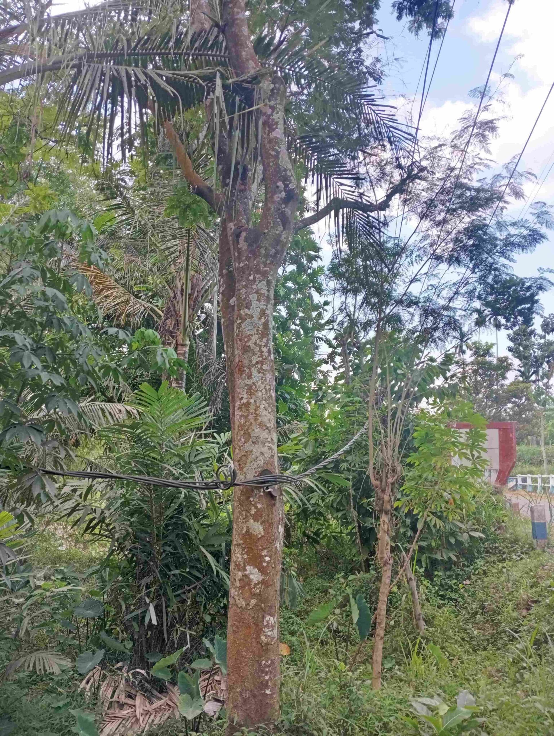 Warga Resongo Resah, Kabel Listrik Menjuntai dan Lepas dari Tiang Diduga Belum Ditangani
