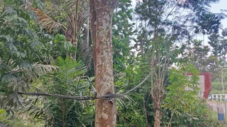 Warga Resongo Resah, Kabel Listrik Menjuntai dan Lepas dari Tiang Diduga Belum Ditangani