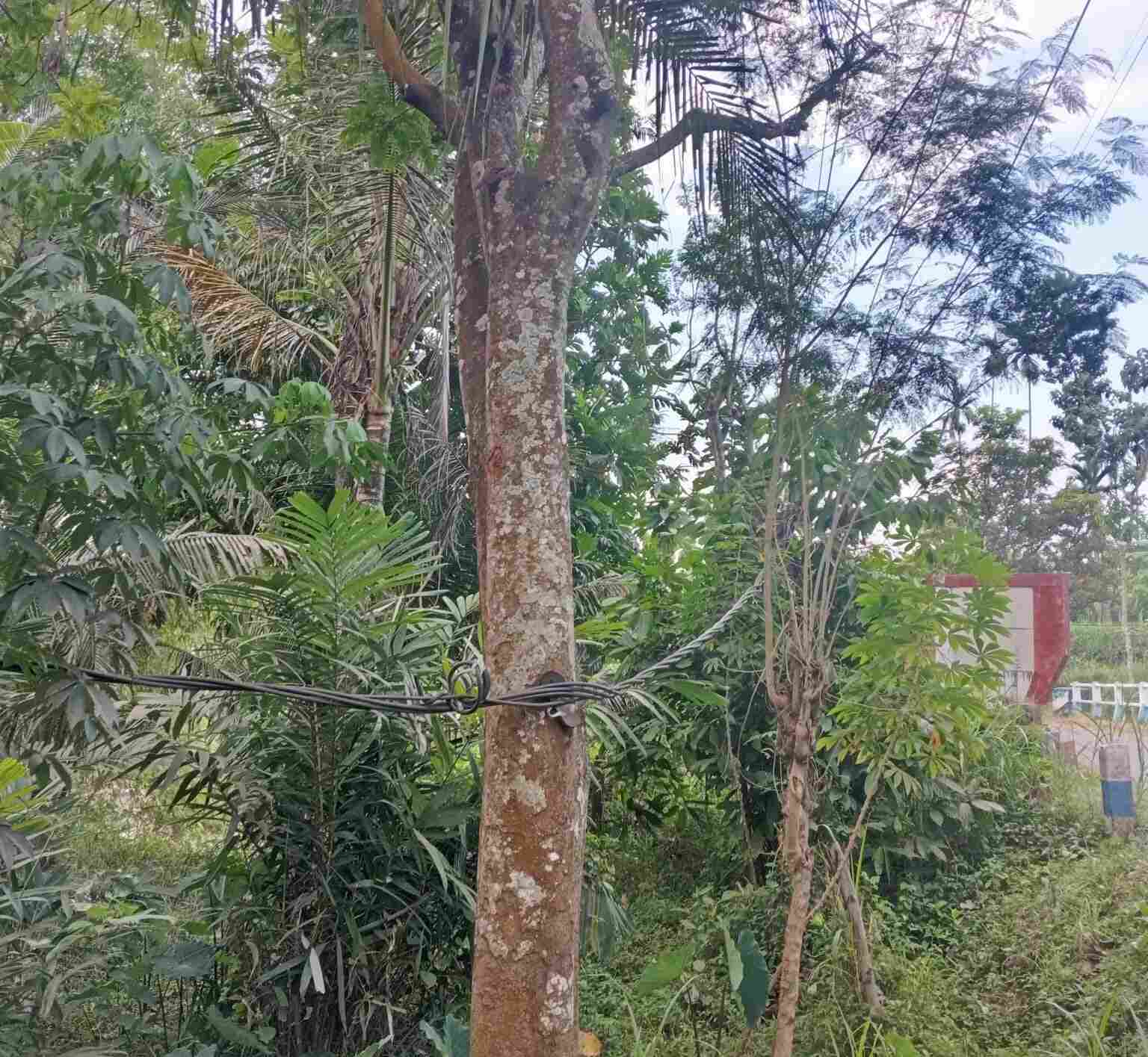 Warga Resongo Resah, Kabel Listrik Menjuntai dan Lepas dari Tiang Diduga Belum Ditangani