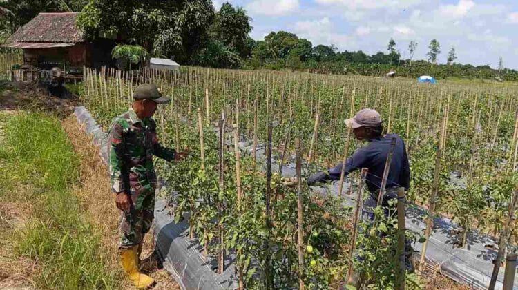 Koptu Suriansyah Bantu Warga Rawat Kebun Tomat, Wujud Nyata Kemanunggalan TNI-Rakyat