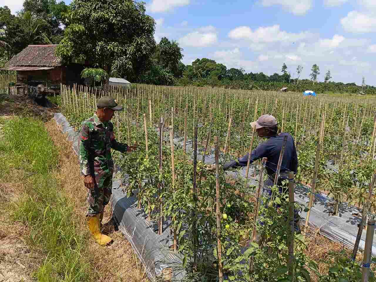 Koptu Suriansyah Bantu Warga Rawat Kebun Tomat, Wujud Nyata Kemanunggalan TNI-Rakyat