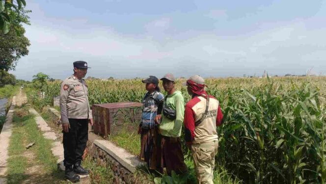 
Dukung Swasembada Pangan, Polisi Dampingi Petani Jagung di Triwung Kidul