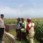 Dukung Swasembada Pangan, Polisi Dampingi Petani Jagung di Triwung Kidul