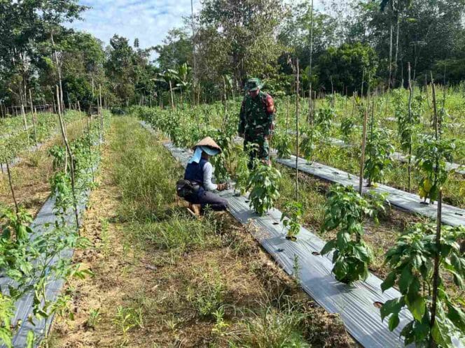 
Babinsa Aktif Dampingi Petani Cabe, Wujud Nyata Kepedulian TNI terhadap Ketahanan Pangan