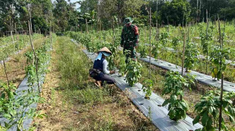 Babinsa Aktif Dampingi Petani Cabe, Wujud Nyata Kepedulian TNI terhadap Ketahanan Pangan